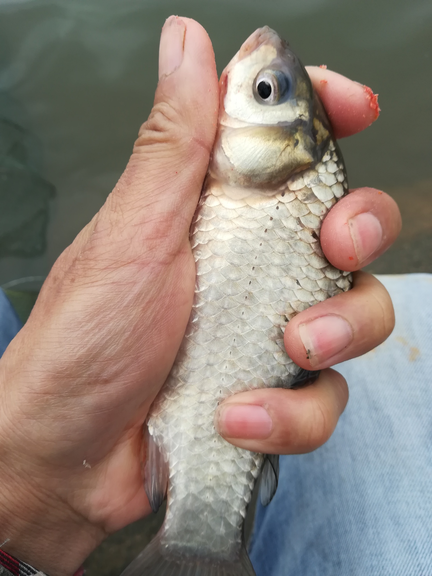 |打窝技巧分享之补窝鱼不吃钩，原因在这里，看完你还敢乱打窝吗