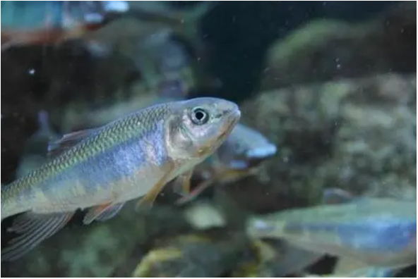 水清|温度的差异，以及技巧对鱼情有哪些影响？