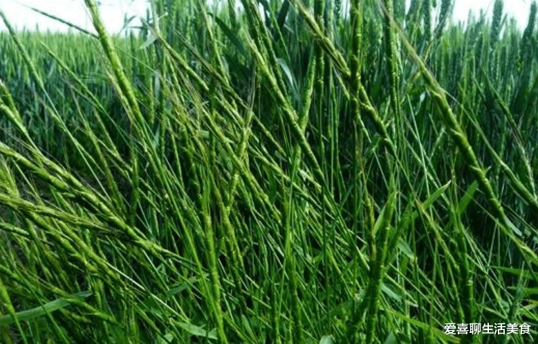 明天清明节,无论贫富都要吃5种食物,追思亲人,同时为后代祈福