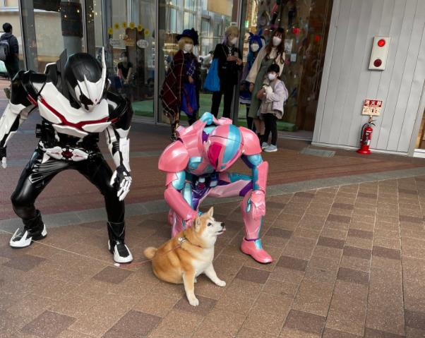 海賊王|超有愛的假面騎士cos漫展場照：超萌柴犬專治各種惡人反派騎士