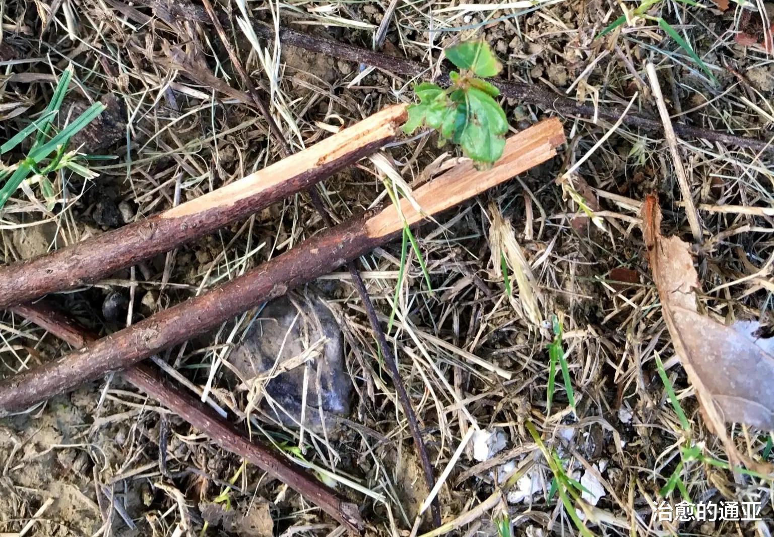 大号|野外钓鱼没带纸，上大号你会选哪些东西应急？网友：玉米芯也能用