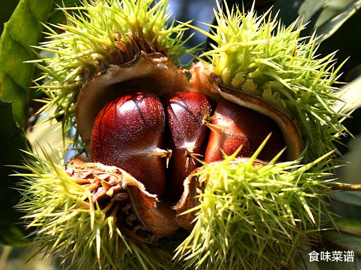 中国板栗排行榜，经过评比，这12个产地名气较大，有你的家乡吗？