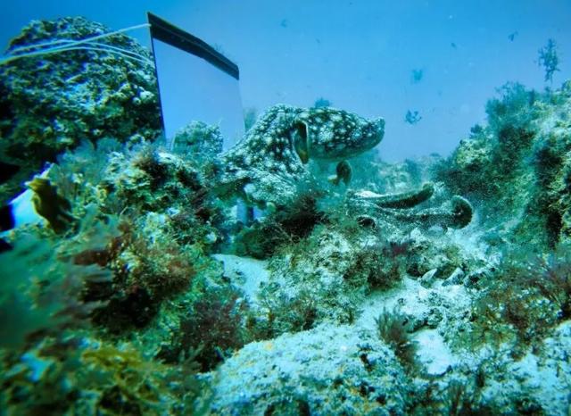 生物学家的思考:达尔文要是活到今天会有什么发现呢?