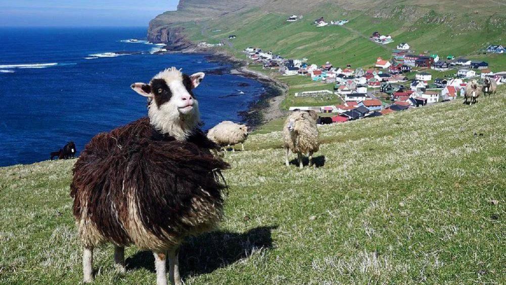 古镇|丹麦的法罗群岛在挪威和冰岛之间，有4.8万人，岛上的羊比人多