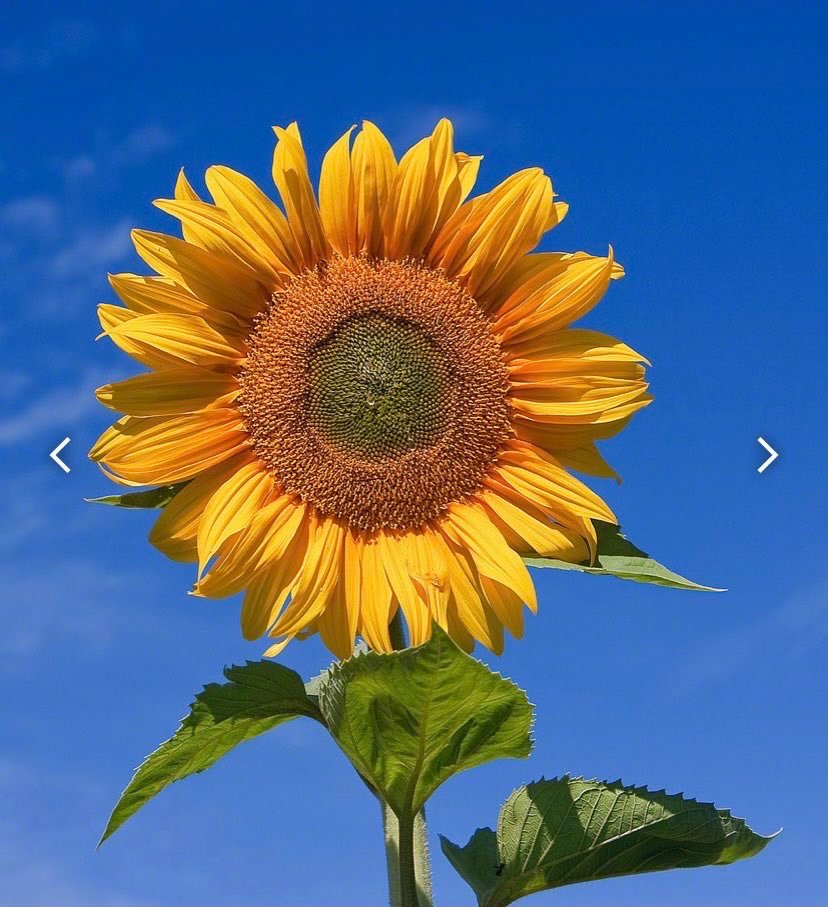 肖战|又给肖战2个新饼，官方都觉得离谱，网友：真的太假