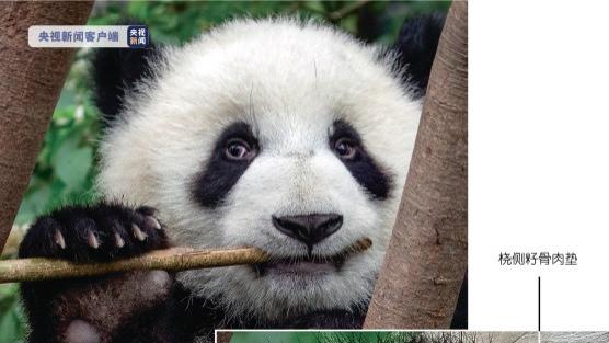 最新研究来了！熊猫食竹历史或可追溯到600万年前