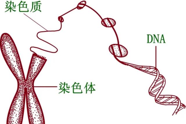 山羊为何能成为百大入侵物种?垂直站在崖壁上,牛顿看了都绷不住
