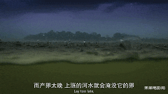 卡梅隆的新作,《阿凡达2》的预热,最新技术展现动物奇观