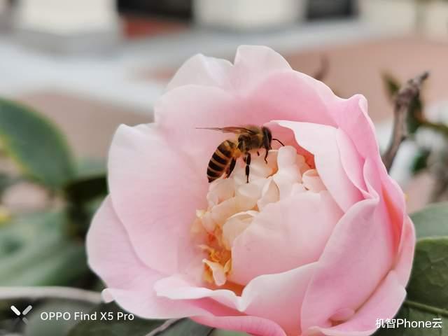 三星|三星老用户换机纠结,iPhone好还是Find X5 Pro?给点建议