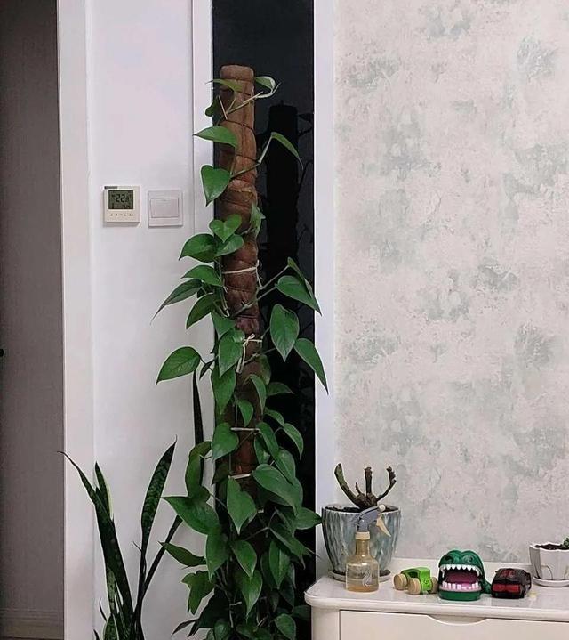 8种能吸甲醛的花,好养漂亮,家里至少放一盆!