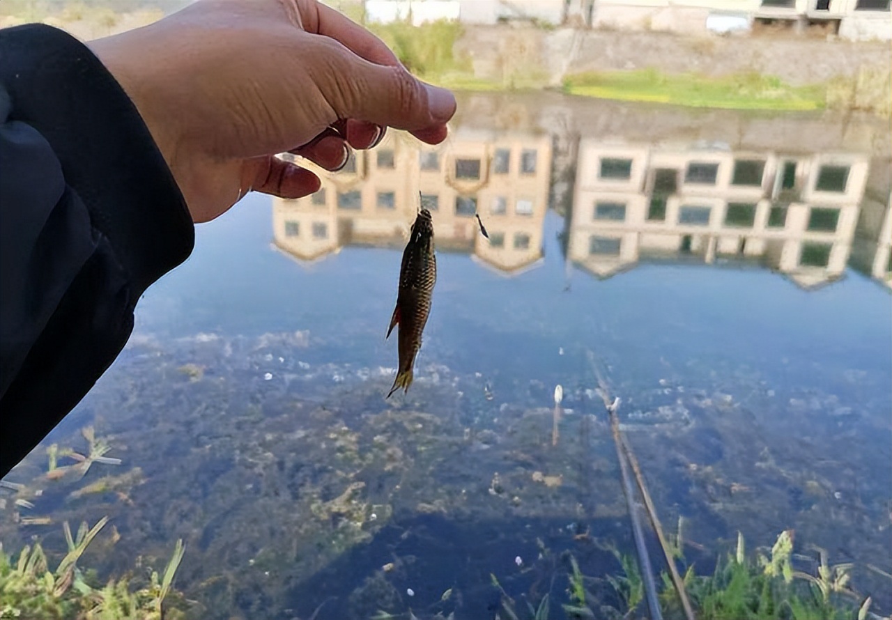 姬昌|鱼漂不是上顶就是下顿，提竿却空空如也，当真是我不适合钓鱼？