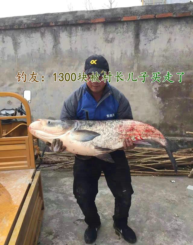 姐姐|江苏钓友钓起74斤花鲢，卖出1300元，网友：在我们这最多值300