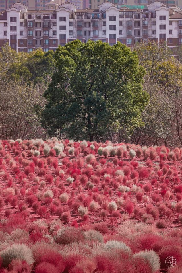 马鞍山森林公园|全武汉最大的地肤花海红了!快来打卡