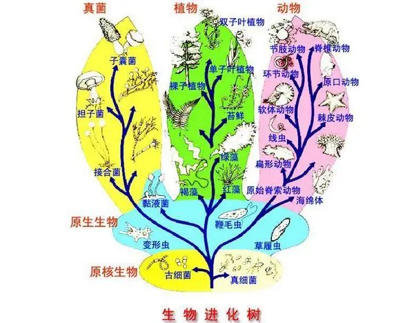 遗传平衡定律平衡的5个条件