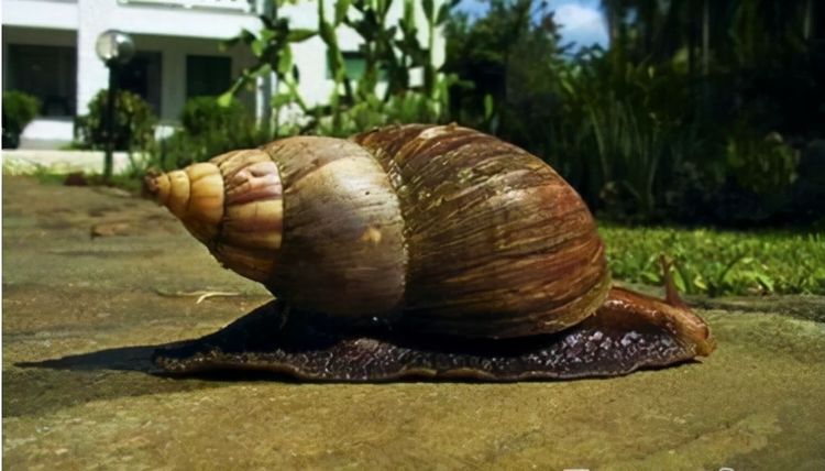 耗资2400万美元，美国声称完全根治非洲大蜗牛，但已是第二次声称
