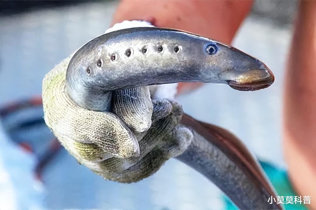 你知道这些躲过了多次生物大灭绝苟活至今的神奇生物吗?