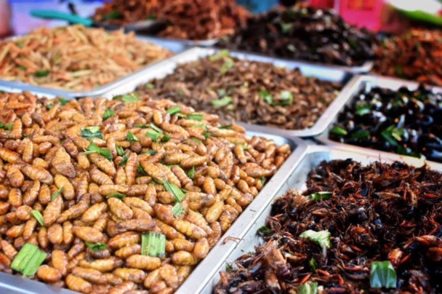 蟋蟀蜜蜂等可食用昆虫 将登上新加坡餐桌