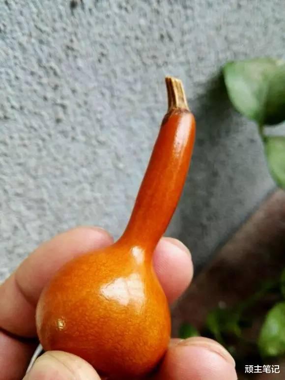 葫芦|葫芦包浆后的美,让人无法抗拒!不信你看!