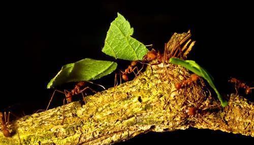 切叶蚁：唯一会种植蘑菇的“奇特”蚂蚁！
