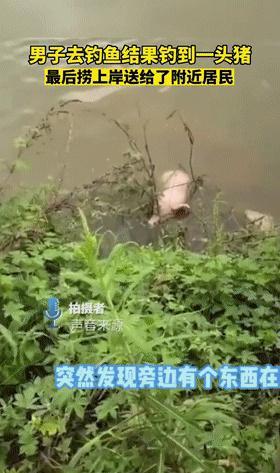 |得救了？贵州安顺一头猪落水后被钓鱼人“钓起”，网友：幸运的猪