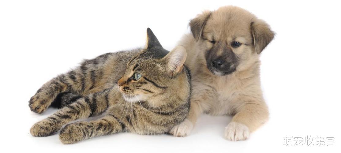 猫狗大战，猫咪和狗子是天敌吗？是什么原因导致这样