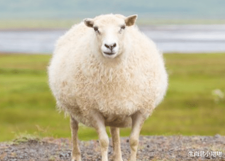 人际关系|人际关系一天比一天好,属羊人懂得职场相处之道,和同事关系友好