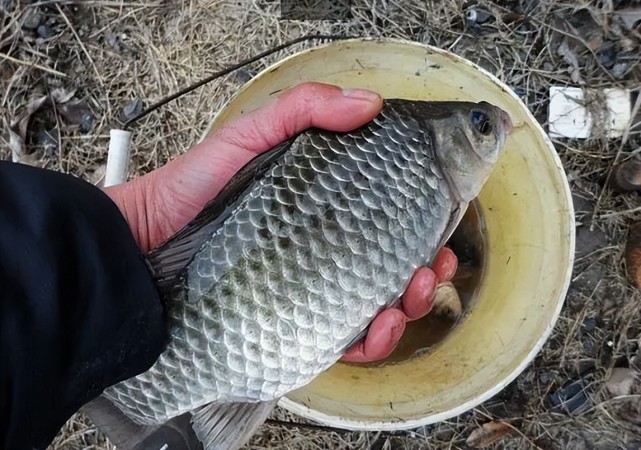 空军|盛夏也能钓板鲫,试试这3个“秘诀”,发窝更快,上鱼很猛