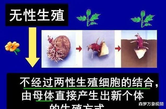 为什么很少再提“克隆”了?多莉的悲惨一生就是答案,非常可怜