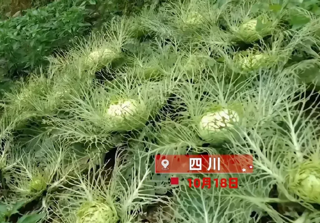 四川,一女子为了能吃到纯天 然无公害蔬菜,种下包菜后,坚持不打药