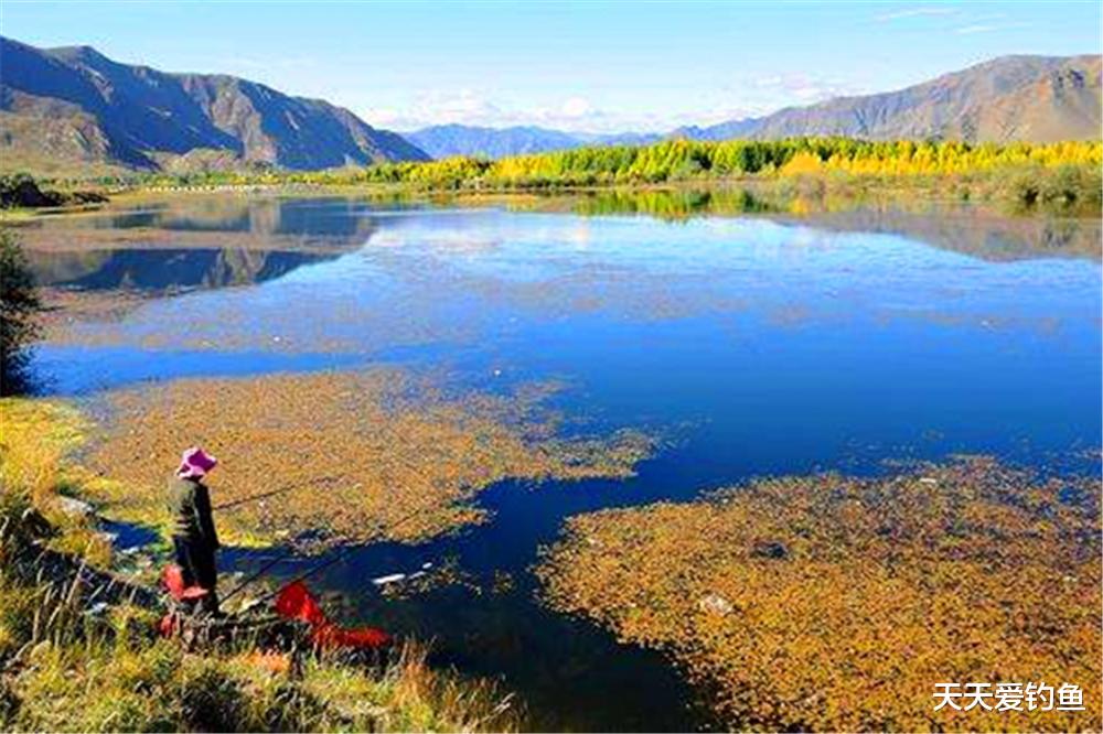 |早春钓鲫鱼,这样的水面最热门,遇上了赶紧“抢”,轻松钓爆护!