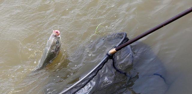 重庆|重庆一男子钓鱼玩出新花样，直接颠覆了人们的想象，网友：吃鱼生