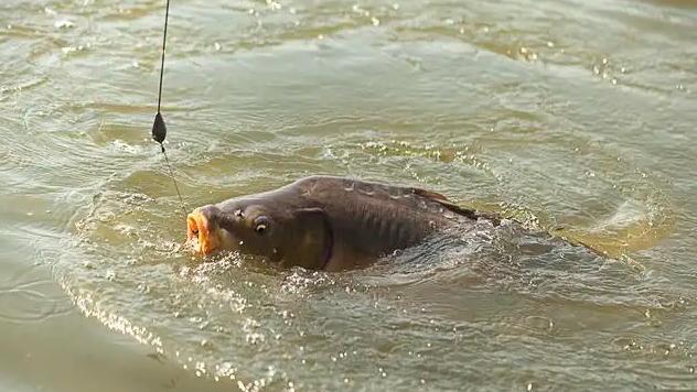 饵料|伏天钓鱼不要整日“死守”，做到“5钓5不钓”，渔获更有保障