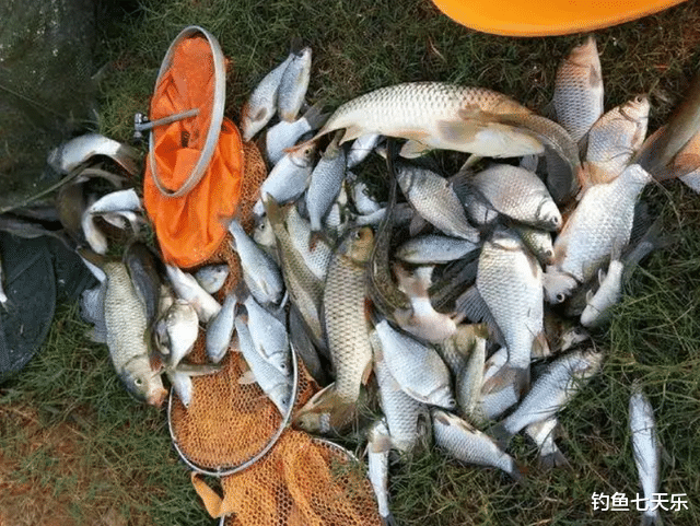 大板鲫|春天野钓鲫鱼，为何“大板鲫”总是很少钓到？原因其实很简单