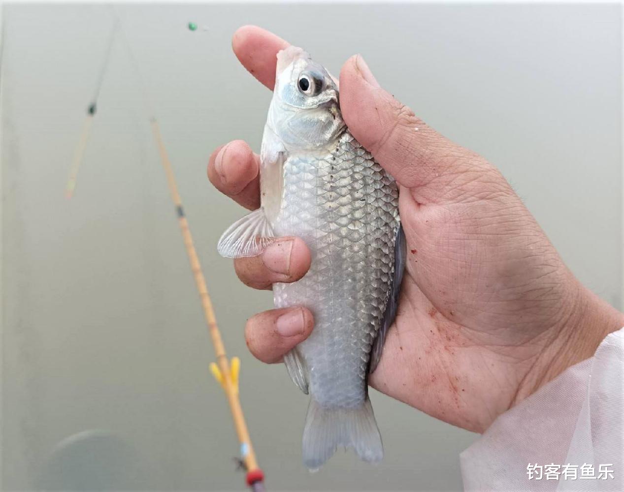 饵料|怎样才能更容易地钓到滑口鱼？调整这几方面，钓滑鱼也能连竿