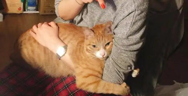 如果人变成15米高,能否把老虎当猫一样撸?为什么?