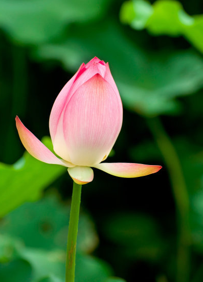 旧爱|进入2月上旬，喜鹊报喜，4属相桃花朵朵开，喜事接二连三