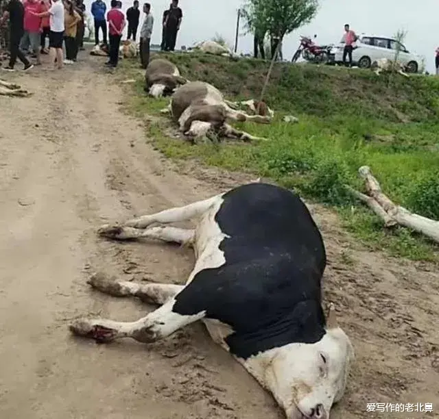 司机撞死一头牛,按市场价赔了农户一万五,请问撞死的牛该归谁?