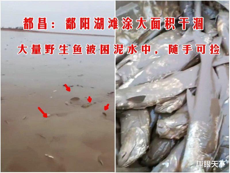 鄱阳湖干涸，村民开车进湖捡鱼，没想到禁渔期捡鱼危害这多大！