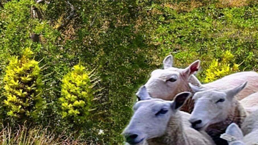 能自己抓羊吃的植物你听过吗？村民一旦发现马上烧毁