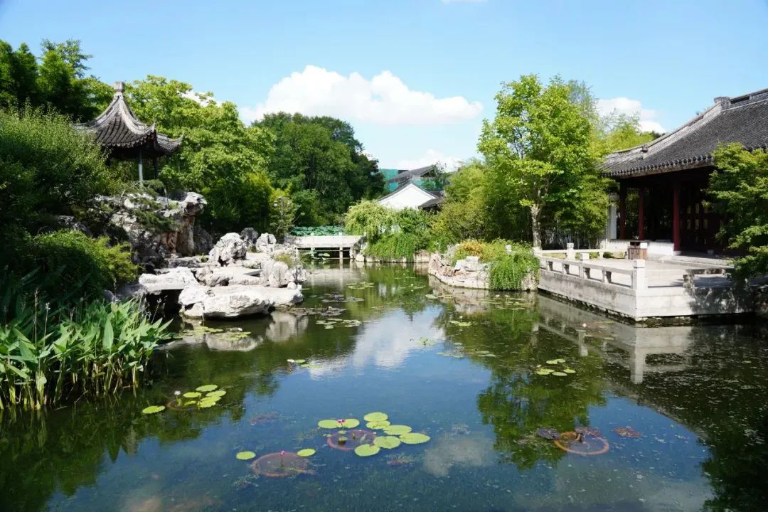 上海市|申城睡莲正绽放，一起来云赏“水中睡美人”