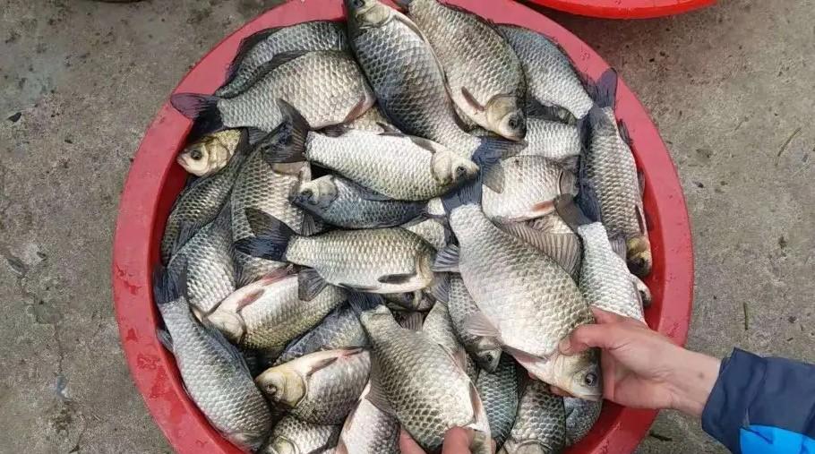 |冬天野钓鲫鱼,用几号主线和子线合适,老钓友分享经验