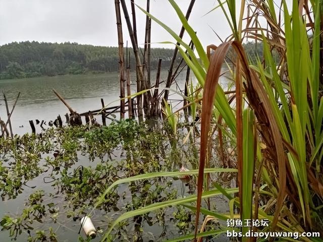 饵料|寒风萧萧鱼口好,猫非造反来凑热闹!!