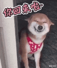 章子怡|章子怡罕下厨陪家人!素颜出镜捏饺子动作熟,汪峰寸头造型反差大