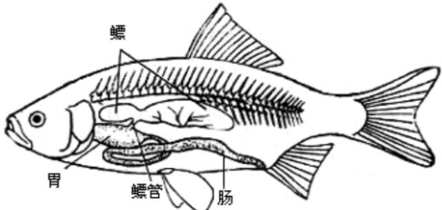 悲伤的非洲肺鱼:地下不吃不喝活好几年,却还是被人类挖掘了出来