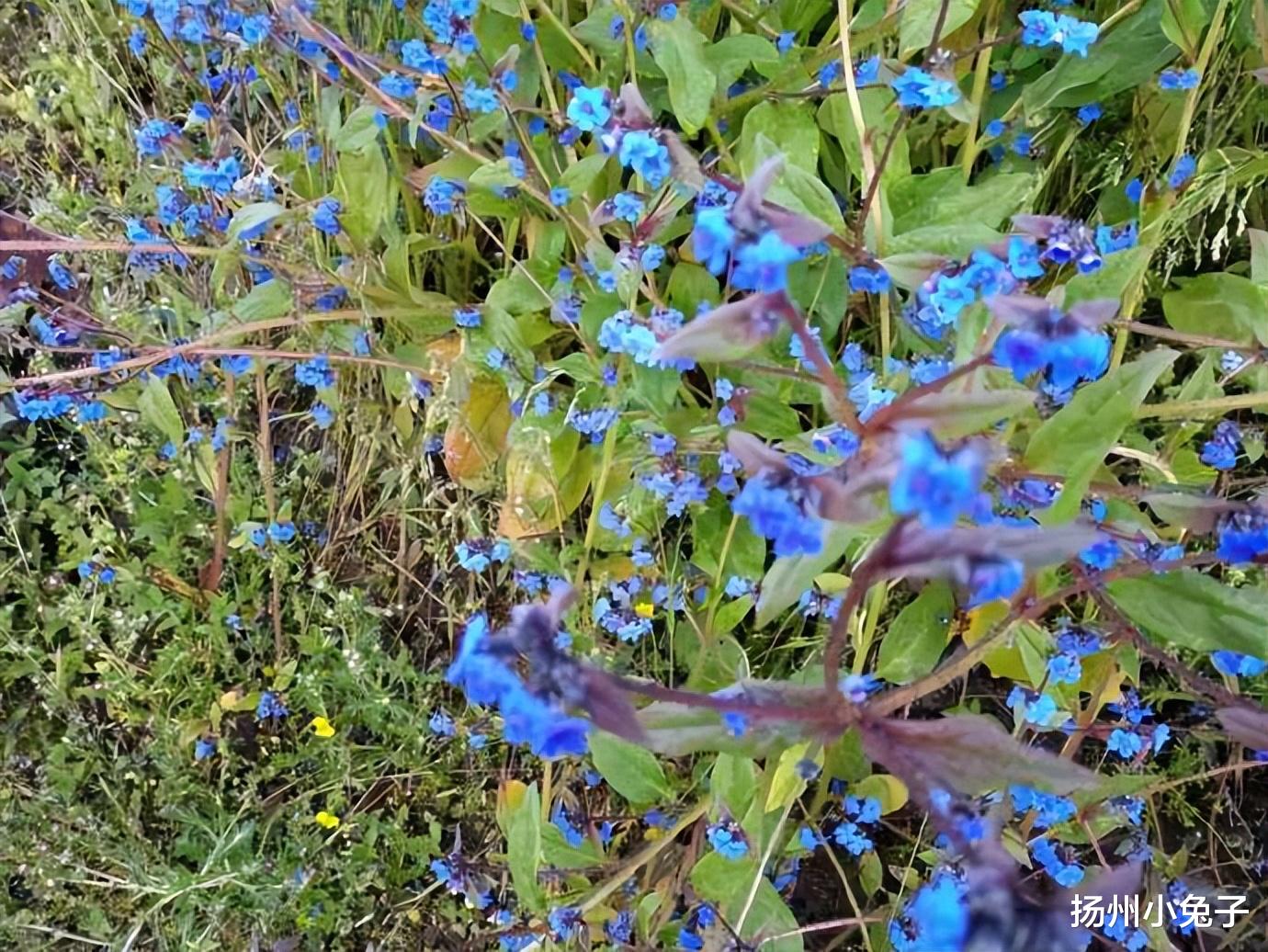 |高原之花，盛开在运河古城，快来看啊