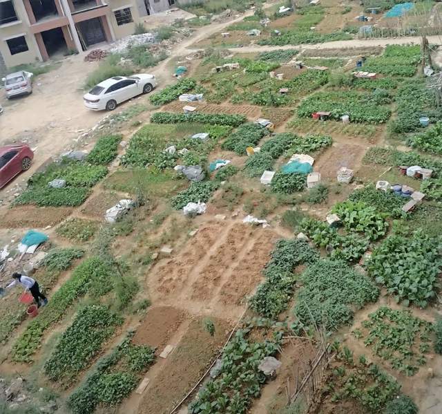 梧州一小区花园变菜园?业主们苦不堪言