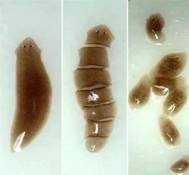 没了头还能活18个月!6种断头还能动的生物,完全超出人类想象