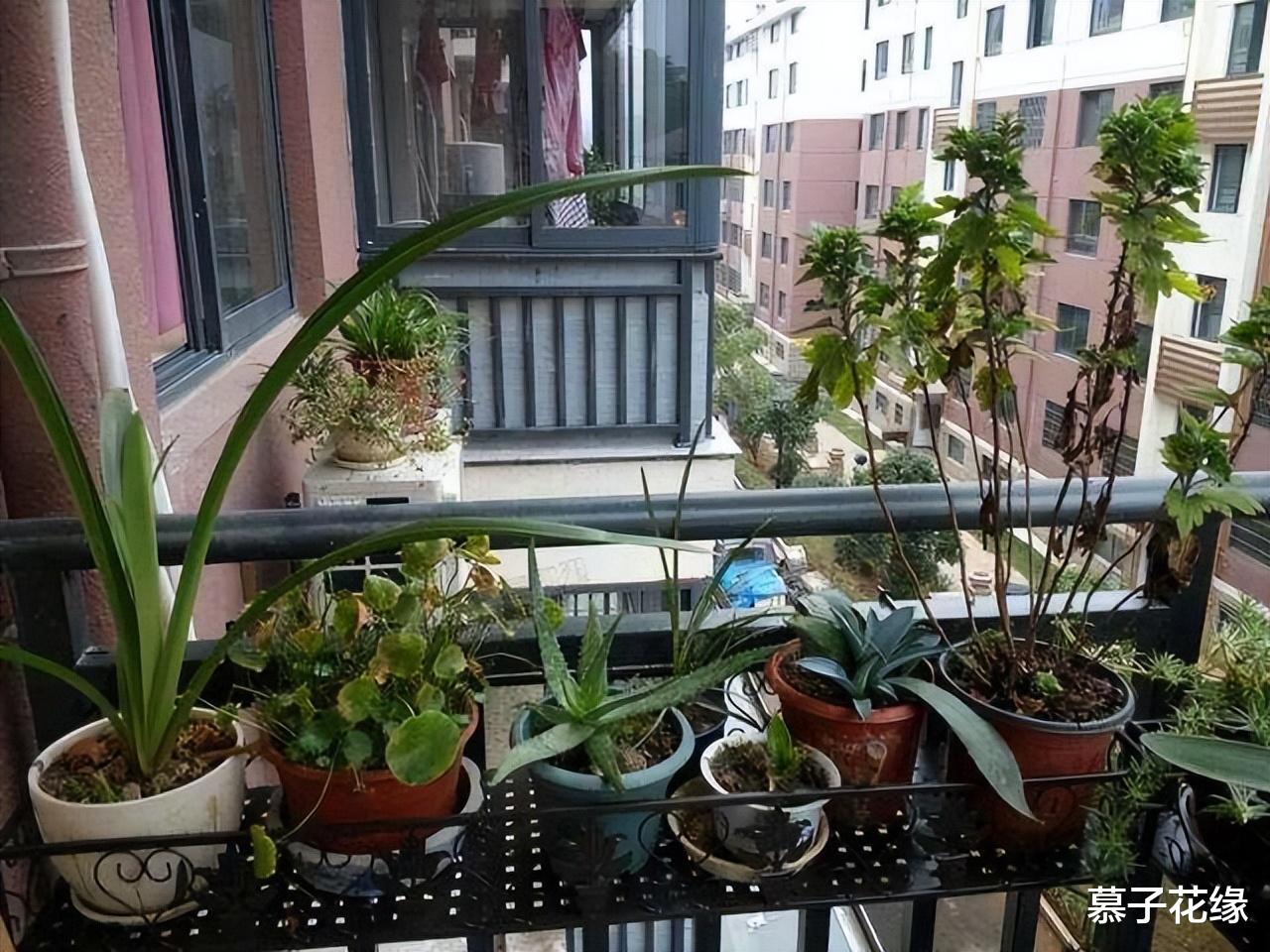 5种花草,养在卧室,装饰家居的同时,还能净化空气、助睡眠