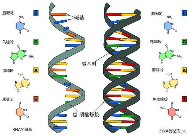 人火化后基因去哪了？DNA其实比你的想象更顽强