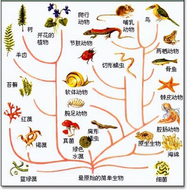 猩猩和人有共同祖先,基因相似度为98.8%,为何没有进化成人类?